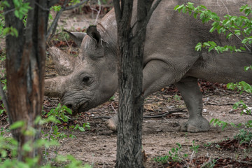 Rhino in Etosha NP, Namibia