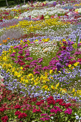 field of flowers