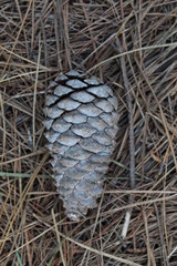 pine cone on the ground
