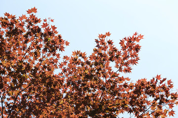 Autumn leaves with sunshine background 