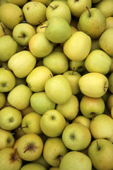 Golden Delicious Äpfel (Malus domestica) auf einem Markt in Trentino. Italien