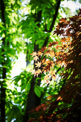 Autumn leaves with sunshine background 