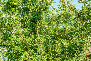 Fototapeta na wymiar Apple tree with the unripe green fruits at summer