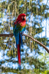 Red and green macaw, Ara chloropterus, beautiful parrot