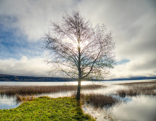 tree by a lake with sun behind it