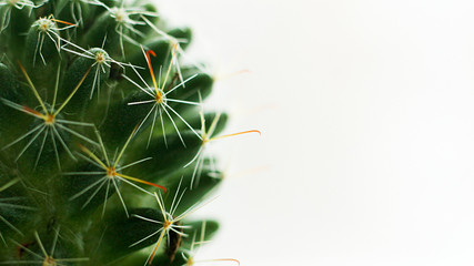 Green cactus, living plant so close