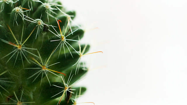 Green cactus, living plant so close