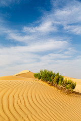 Fototapeta na wymiar Sand dunes with green bushes growing in the desert