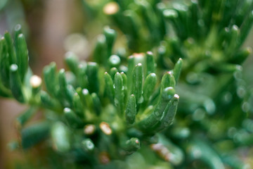 Indoor plant crassula coral macro with drops