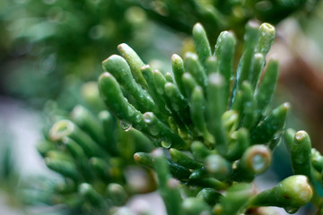 Indoor plant crassula coral macro with drops