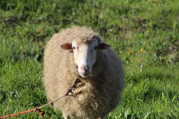Sheep full of wool sunbathing