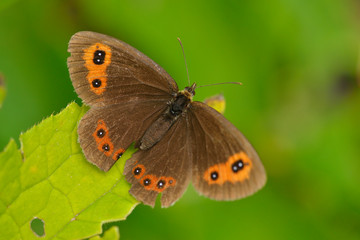 Rundaugen-Mohrenfalter (Erebia medusa) 