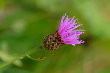 Wiesen-Flockenblume (Centaurea jacea)