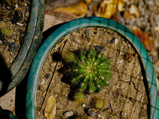 cactus