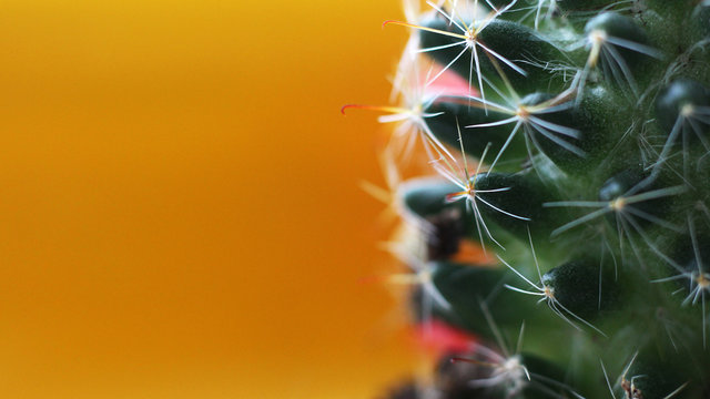 Green cactus on yellow background, living plant, macro spines