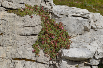  Dolomiten-Fingerkraut (Potentilla nitida)