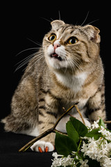 A frightened cat with a branch of lilac.