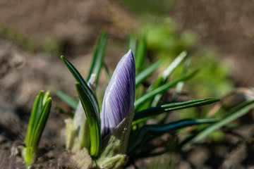 blooming purple ornamental crocus flower in a rural garden on a sunny day.