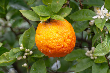 Ingredient for tea and aroma oils, citrus fruit bergamot hanging on evergreen tree