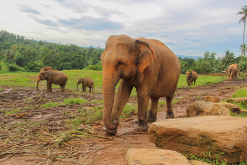 Elephants at the Pinnawella shelter on Sri Lanka. Sri Lanka's Animal World. Photography of...