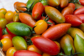 Many small ripe colorful tomatoes