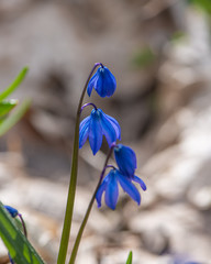 blooming scilla flowers of violet color against the background of dry foliage in the forest.