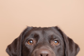 Brown labrador retriever dog eyes with isolated background brown, dog looking, only eyes. 