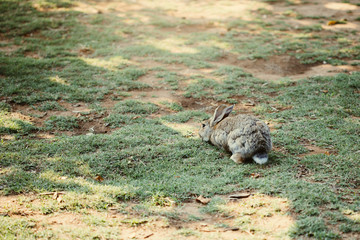 Cute little baby rabbit walking on the meadow eating grass