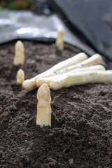 Obraz premium New harvest of white asparagus vegetable plant on farm fields in Netherlands and Germany