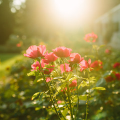 Beautiful red and pink rose flowes blooming in the sunset garden