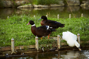 Ducks at water area in bird garden