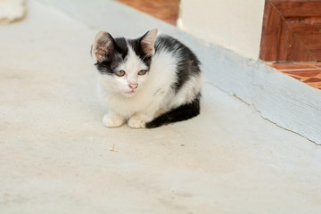 Kitten lying on the cement floor and looking for something.