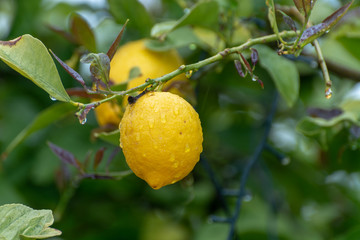 Ripe yellow lemons citrus fruits growing on thee
