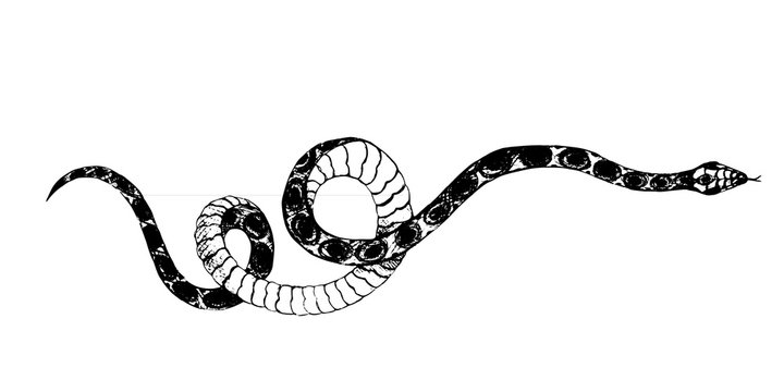 vector  snakes pencil drawing, vintage style graphic black and white, viper, python illustration