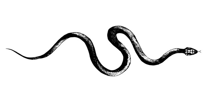 vector  snakes pencil drawing, vintage style graphic black and white, viper, python illustration