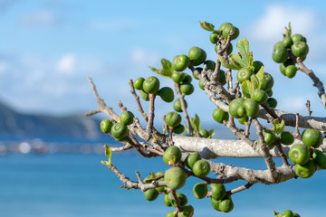 Green unripe fig fruits growing on tree