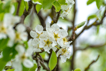 Fototapeta premium Spring blossom of cherry fruit tree in orchard