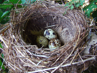 Natural quail nest close up. Quail eggs. Progeny. Spring concept. Bird's nest nature background.