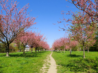 Obraz premium road between japanese cherry blossom trees