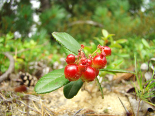 Lingonberry red berry. Natural background. Intact. Wild berry nature pattern. Healthy eating....