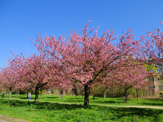 two leafy cherry blossom trees