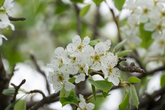 Spring blossom of cherry fruit tree in orchard