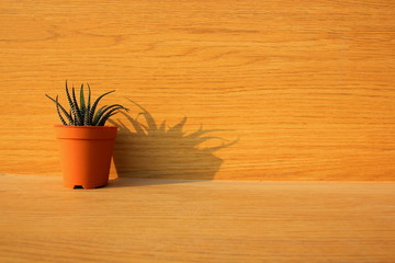 A small cactus in pot and brown wooden background.