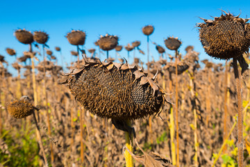 Illustration of scenics fields with ripe sunflowers