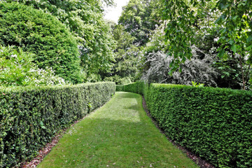 A grass path through a garden with a neatly clipped hedge either side