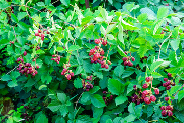 Unripe berries on a bush of the blackberry in garden
