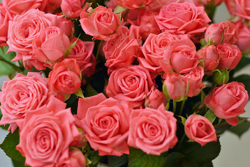 Beautiful misty bubbles roses lush flowers of coral or peach pink color top view blooming background closeup picture