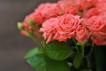 Beautiful misty bubbles roses of coral or peach pink color o n the grey wooden background in the white vase pot with free copy space in the right