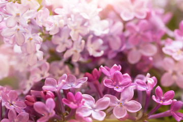 branches of lilac flowers, macro shot