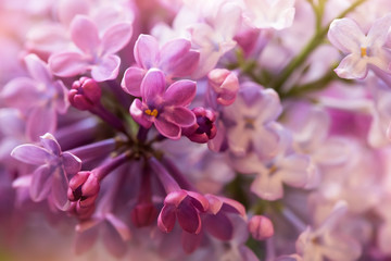 Fototapeta na wymiar cute purple lilac flowers, macro shot